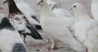 Акимат Актау рассмотрит идею установки памятника голубям