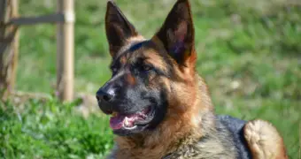 «Спасибо тебе за службу, мой друг»: казахстанцев растрогало прощание кинологов с собакой