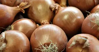 Казахстанские фермеры не могут продать урожай лука