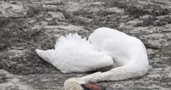 Гибель лебедей в Тупкарагане: экологи озвучили результаты исследований