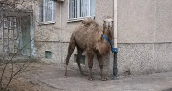 Хозяин «припарковал» верблюда у жилого дома в Актау