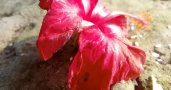 В Индии шестимесячный младенец задохнулся из-за цветка гибискуса