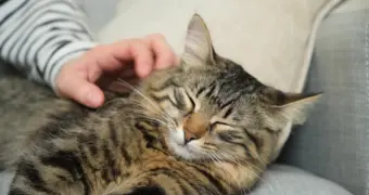 Названы скрытые заболевания, которые переносят домашние кошки