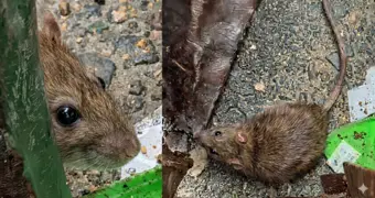 Жители Актау жалуются на появление крыс возле жилых домов