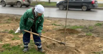 В Актау высадили саженцы ясеня
