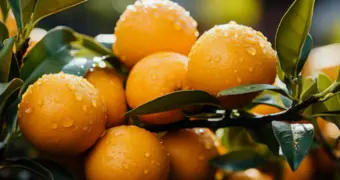 Врачи рассказали о последствиях ежедневного употребления апельсинов