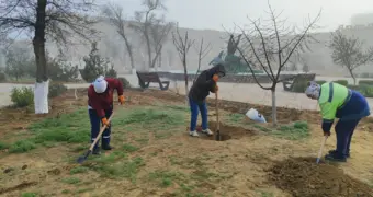 В Жанаозене стартовали работы по озеленению