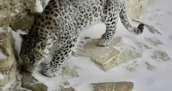 Переднеазиатский леопард вновь замечен в Мангистау