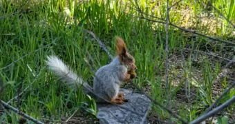 В Актау заметили белку: редкое животное сняли на видео