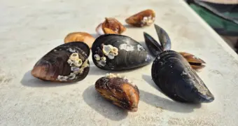 Жителей Актау удивило появление крупных мидий в Каспии: эксперты объяснили их появление