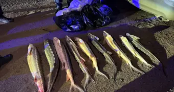 В Актау задержали машину с крупной партией осетрины