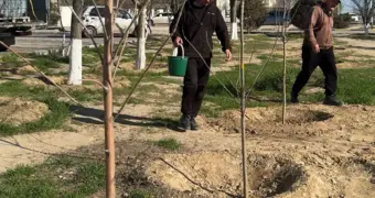 Витамины для саженцев: в Актау борются за приживаемость молодых деревьев