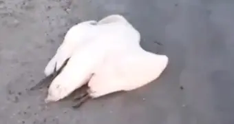 Рыбак из Мангистау сообщил о гибели лебедей на побережье Каспия