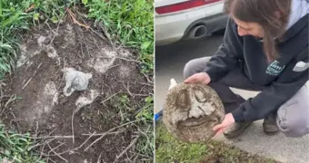Женщина заметила в земле нос и выкопала каменное лицо (видео)