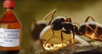 Жена облила мужа муравьиной кислотой ради страховки в 400 евро