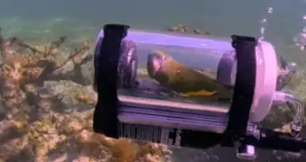 Попугай стал звездой соцсетей после погружения в мини-подводную лодку