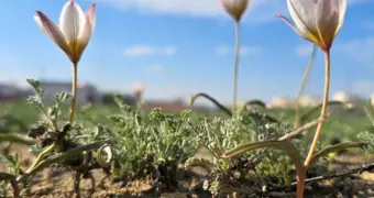 Чудо среди асфальта - в Актау зацвели краснокнижные тюльпаны прямо в черте города