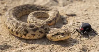 Сезон выездов на природу начался: какие опасности подстерегают в степи Мангистау
