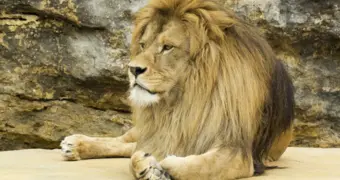 Посетители забросали львов камнями в биологическом центре в Семее