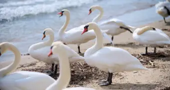 В Мангистау прокомментировали информацию о гибели лебедей на побережье Каспия