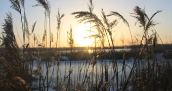 Ученые выяснили, какие звуки природы лучше всего снижают стресс