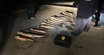 В Актау задержали двоих мужчин с крупной партией осетрины