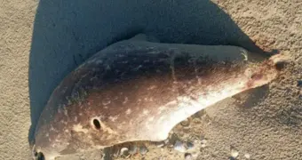 Почти сотню мертвых тюленей выбросило на берег Каспия в Мангистау