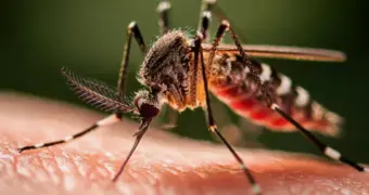 «Это только начало»: ученые объяснили, почему появление комаров — плохой знак