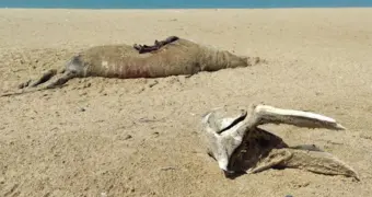 Уже почти 200: в Мангистау растет число обнаруженных мертвых тюленей