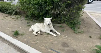В Актау пройдет акция «Коробка добра» для помощи бездомным животным