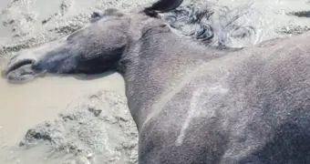 Жители Акшымырау в Мангистау сообщают о гибели домашнего скота