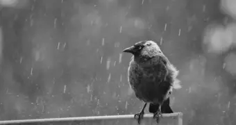 Сильный ветер и ночные заморозки: синоптики предупредили о сложной погоде 19 апреля