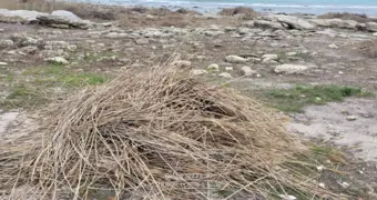 «Уничтожают всё зелёное»: в Актау скосили тростник у моря