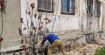 Вырубку деревьев пытались остановить жители Актау