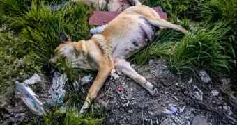 Живодёры среди нас: беременную собаку убили ножом в Актау