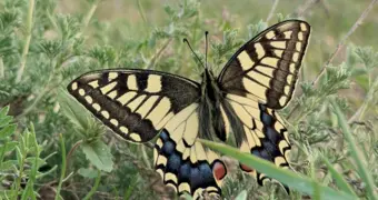 «Вот это находка!»: жительница Актау поделилась эмоциями от встречи с махаоном
