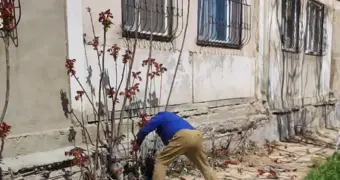 Названы причины вырубки деревьев в 4 микрорайоне Актау