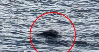 Снова всплыло “чудовище”: в Лох-Нессе зафиксировали два загадочных появления за неделю