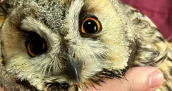 Ветеринары в Мангистау прооперировали сову с переломом крыла