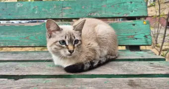 Кошечка (по виду породистая) ищет дом