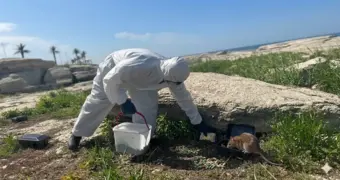 Когда в Актау начнут травить грызунов и блох