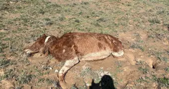 Фермеры Мангистау требуют компенсации: за два дня стихии погибли более 550 голов скота