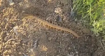 «Не расслабляемся»: жительница Актау сняла в степи пугающее существо, похожее на сколопендру