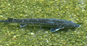 Спрос рождает преступление: казахстанцам грозит срок за купленную «с рук» рыбу