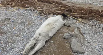 Несколько десятков туш тюленей нашли у берегов Каспия в Мангистау