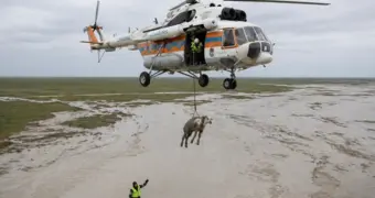 В Мангистау спасатели уберегли ягненка от смерти в степи