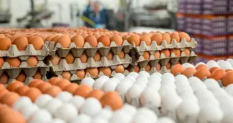 Казахстан закрыл рынок для импортных яиц