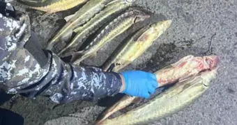 Жителю Мангистау грозит реальный срок за 10 осетров в багажнике