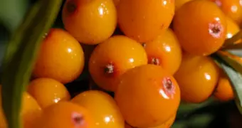 Найдено новое природное средство для снижения уровня сахара в крови