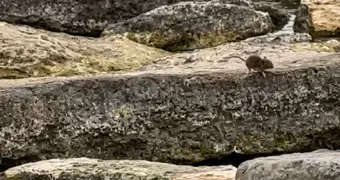 Жители Актау сообщают о нашествии крыс на набережной